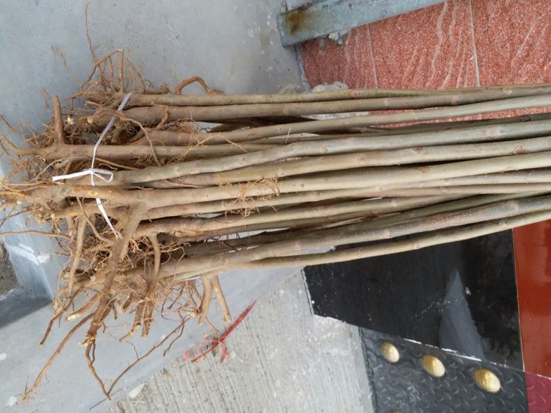红油香椿苗80cm以上大棚