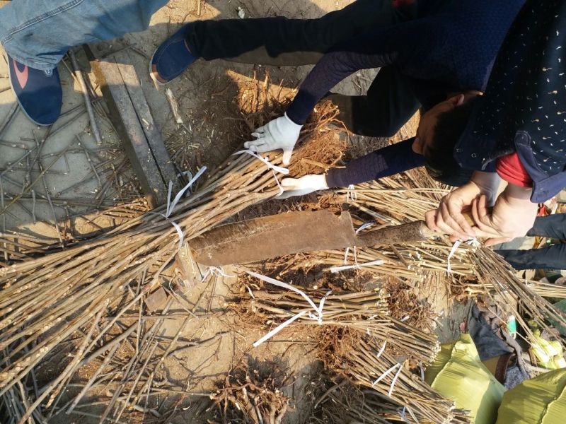 红油香椿苗80cm以上大棚