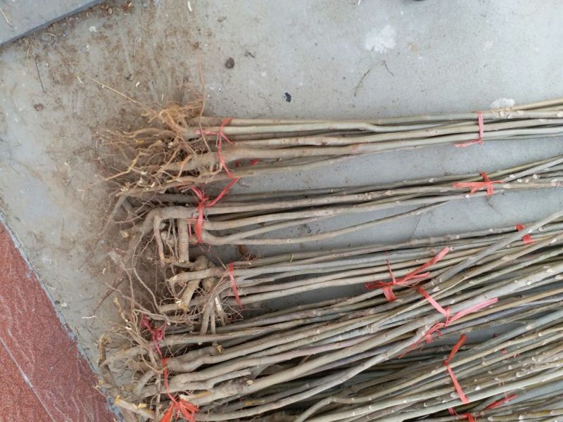 红油香椿苗80cm以上大棚