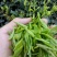 川茶特级