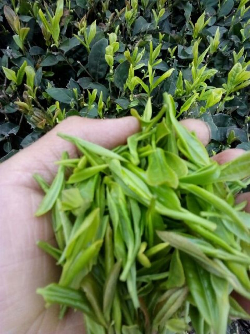 川茶特级