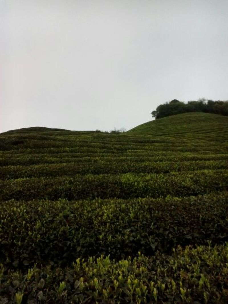 川茶特级