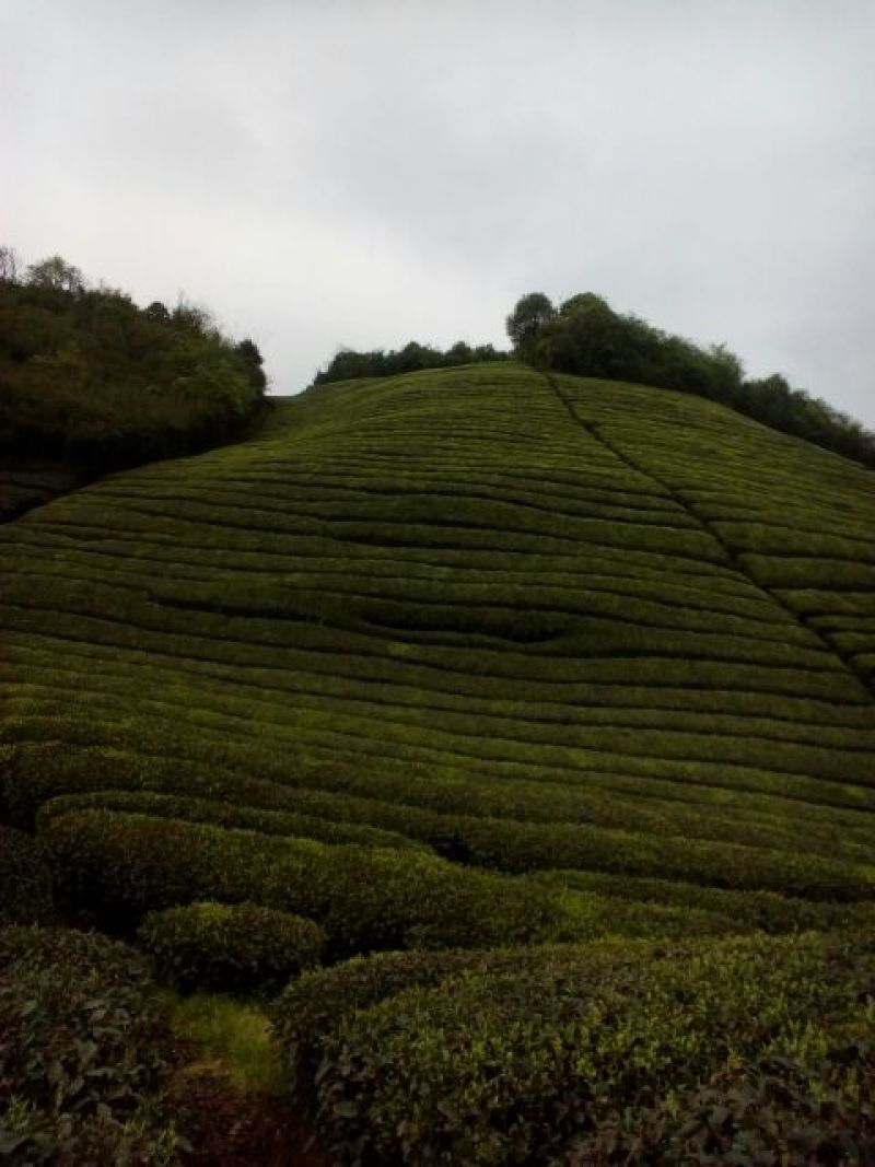 川茶特级