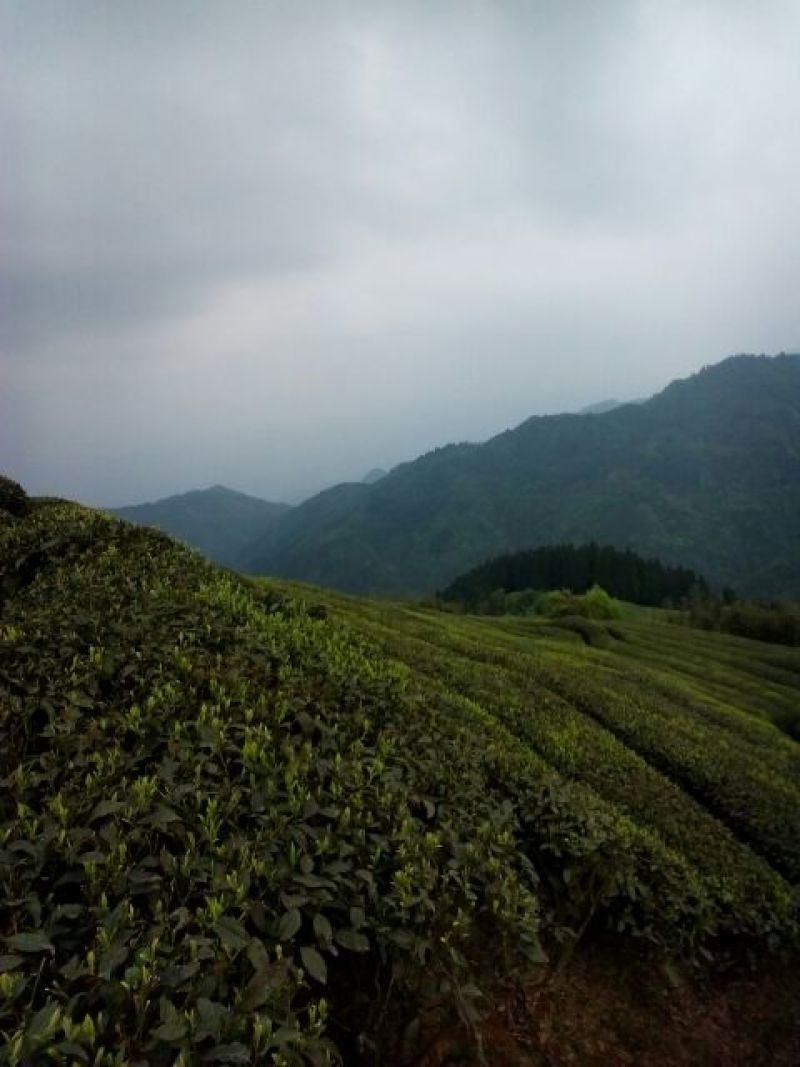 川茶特级