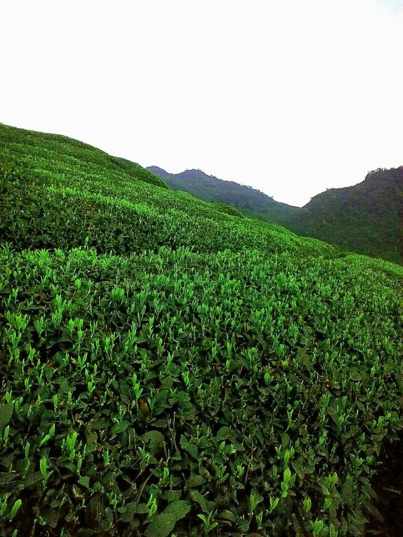 川茶特级