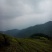 川茶特级