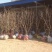 冬枣苗小枣苗枣树苗苗圃基地直销品种纯正免费提供技术