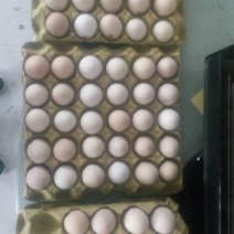 斗鸡蛋孵化40~50