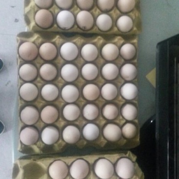 斗鸡蛋孵化40~50