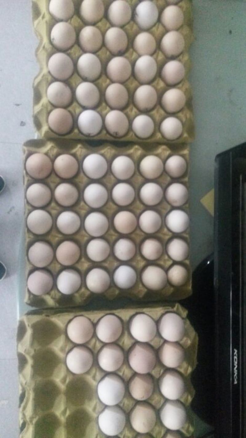 斗鸡蛋孵化40~50