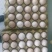 斗鸡蛋孵化40~50