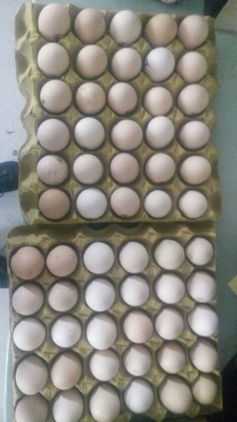 斗鸡蛋孵化40~50