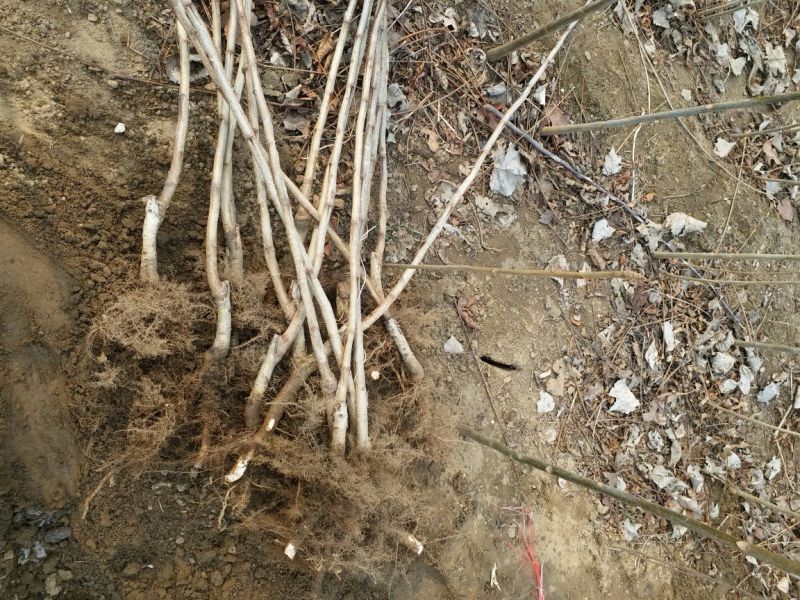 大果山楂苗80cm以上