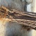 秋月梨树苗100~150cm1~4cm