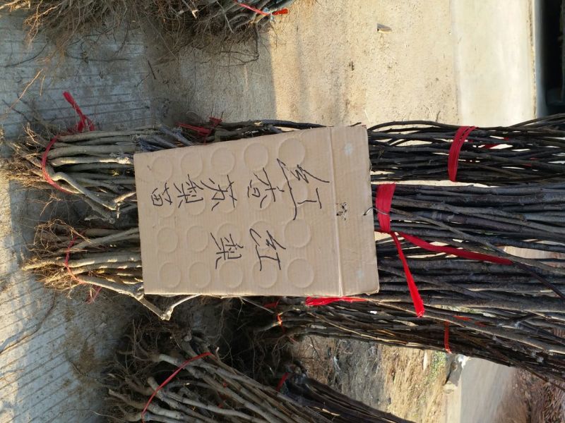 秋月梨树苗100~150cm1~4cm