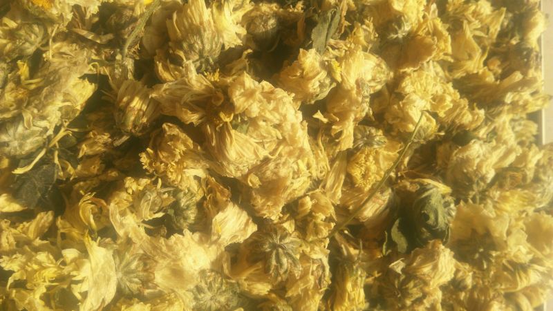 杭州白菊散装