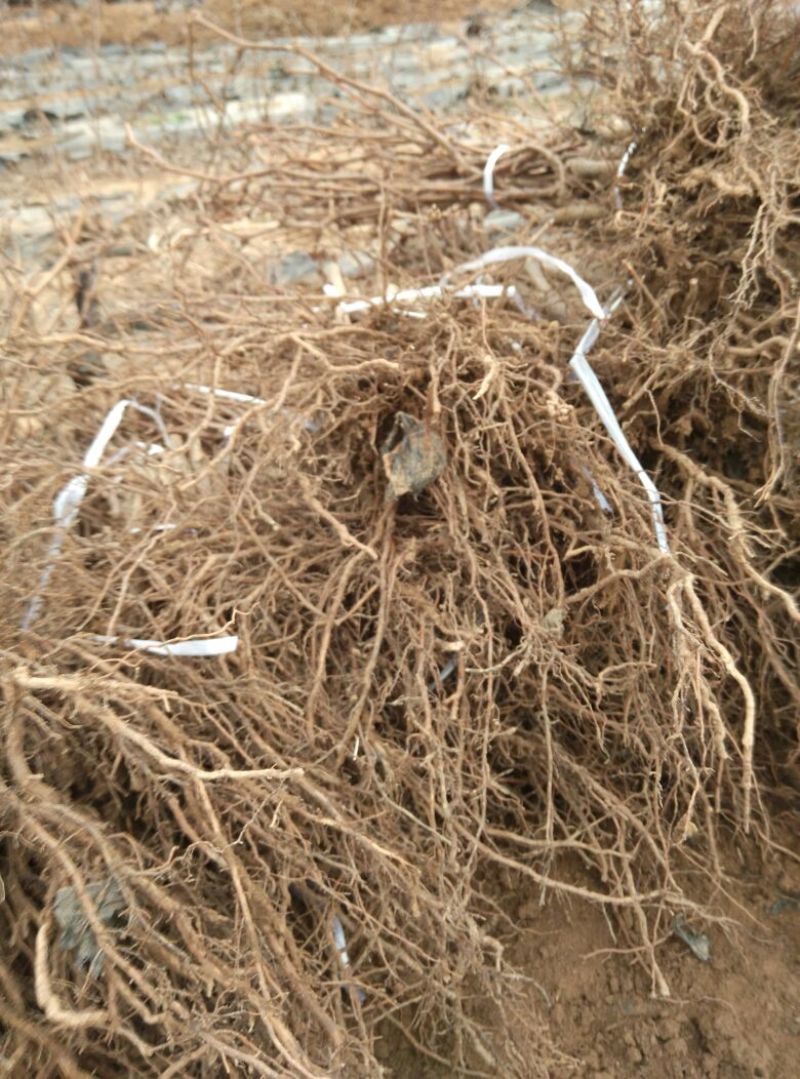 正品优质红提葡萄苗苗圃现挖假一赔十成活率高