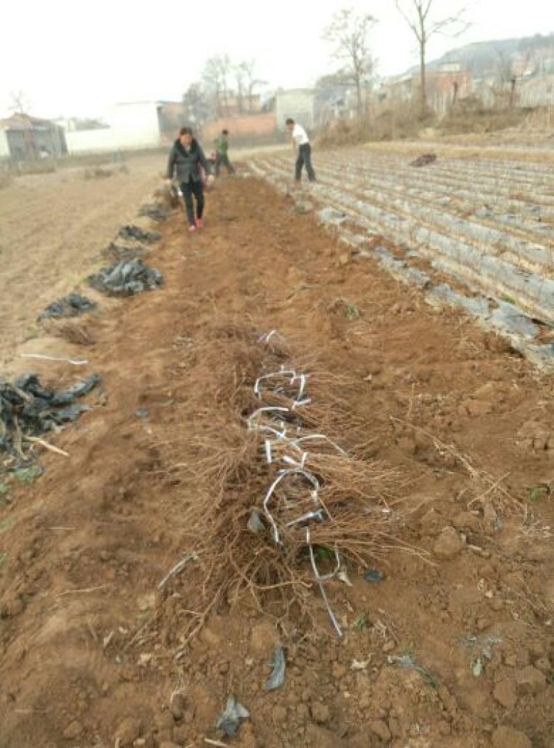 正品优质红提葡萄苗苗圃现挖假一赔十成活率高