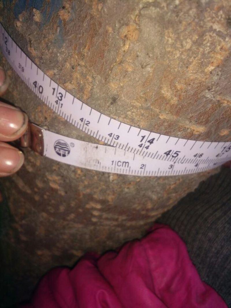白榆12~14cm10~12cm4m以上