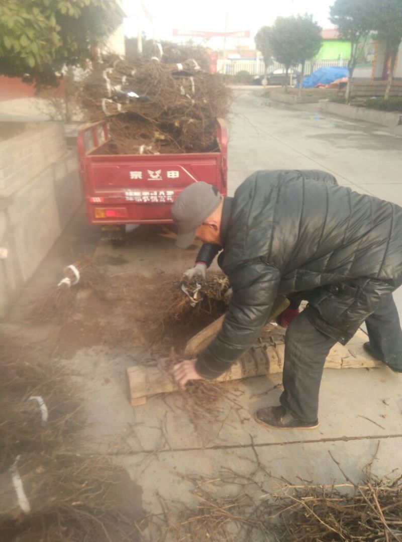 巨峰葡萄苗现挖葡萄苗抗病性高品种保障提供技术指导