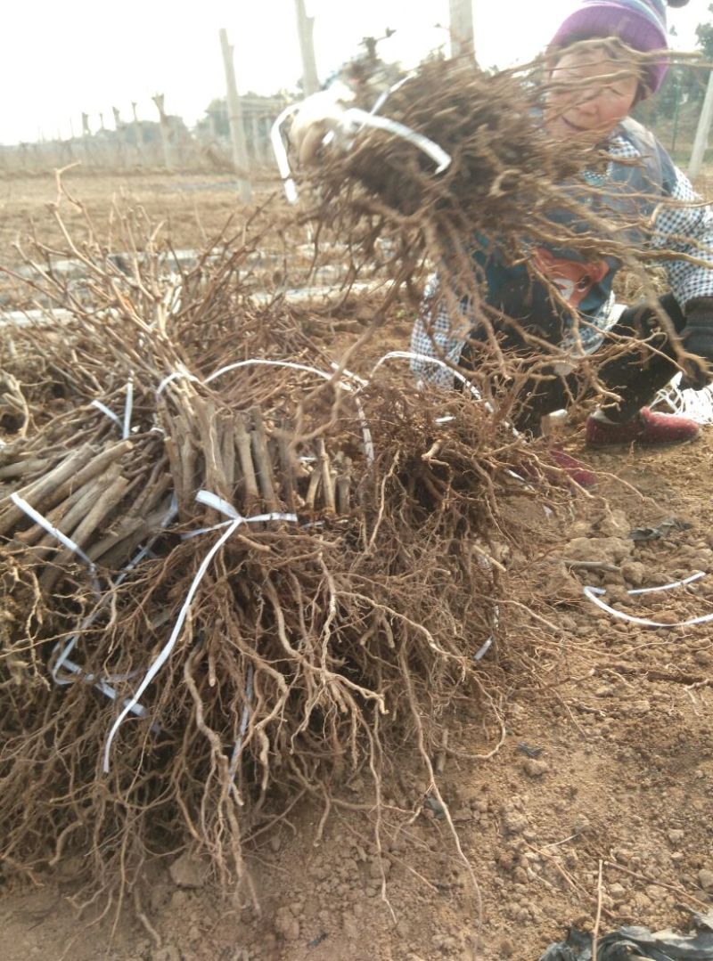 巨峰葡萄苗现挖葡萄苗抗病性高品种保障提供技术指导