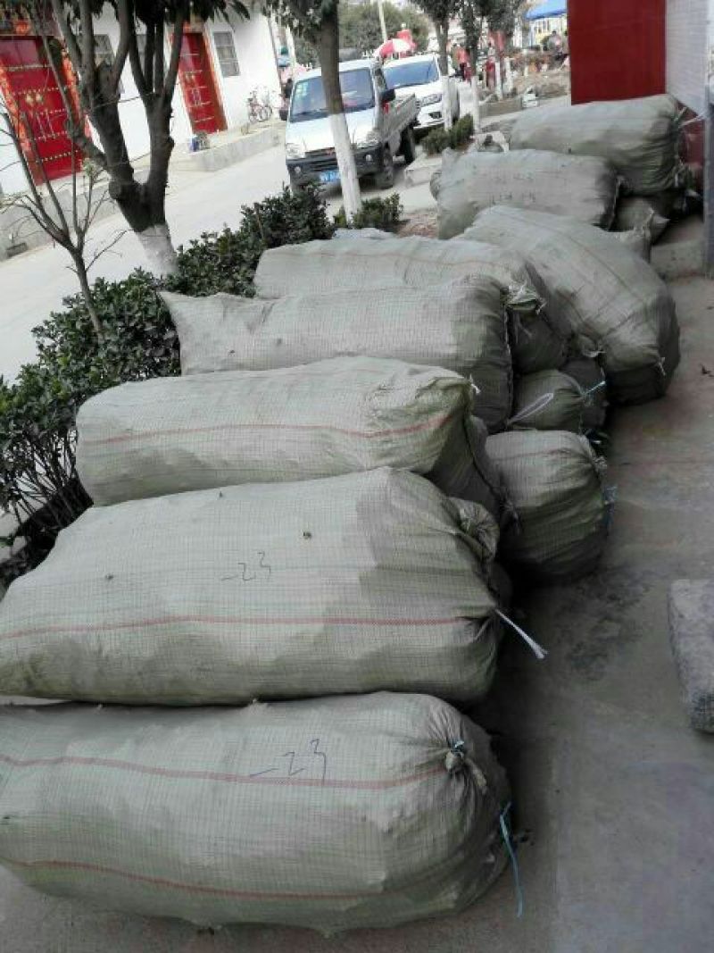 巨峰葡萄苗现挖葡萄苗抗病性高品种保障提供技术指导
