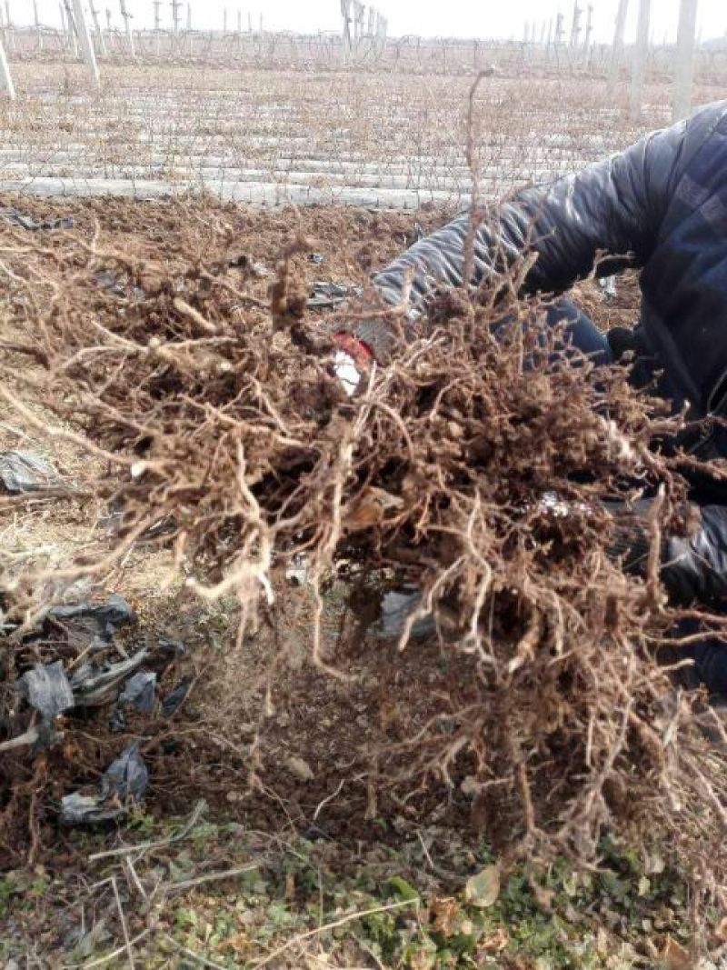 巨峰葡萄苗现挖葡萄苗抗病性高品种保障提供技术指导