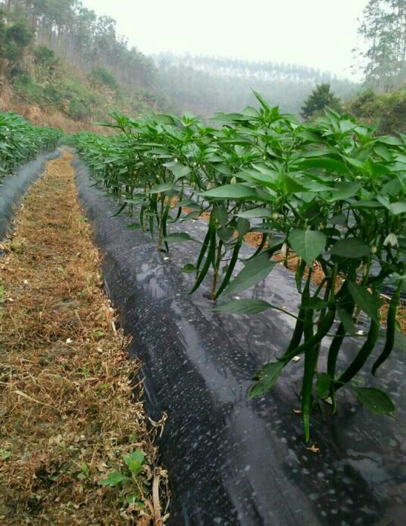 辣椒苗黑线椒苗二荆条苗免费提供技术，包邮