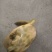 生态甲鱼1~1.5斤
