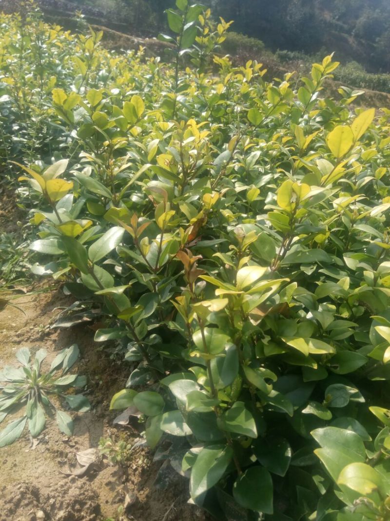 金森女贞4cm以下
