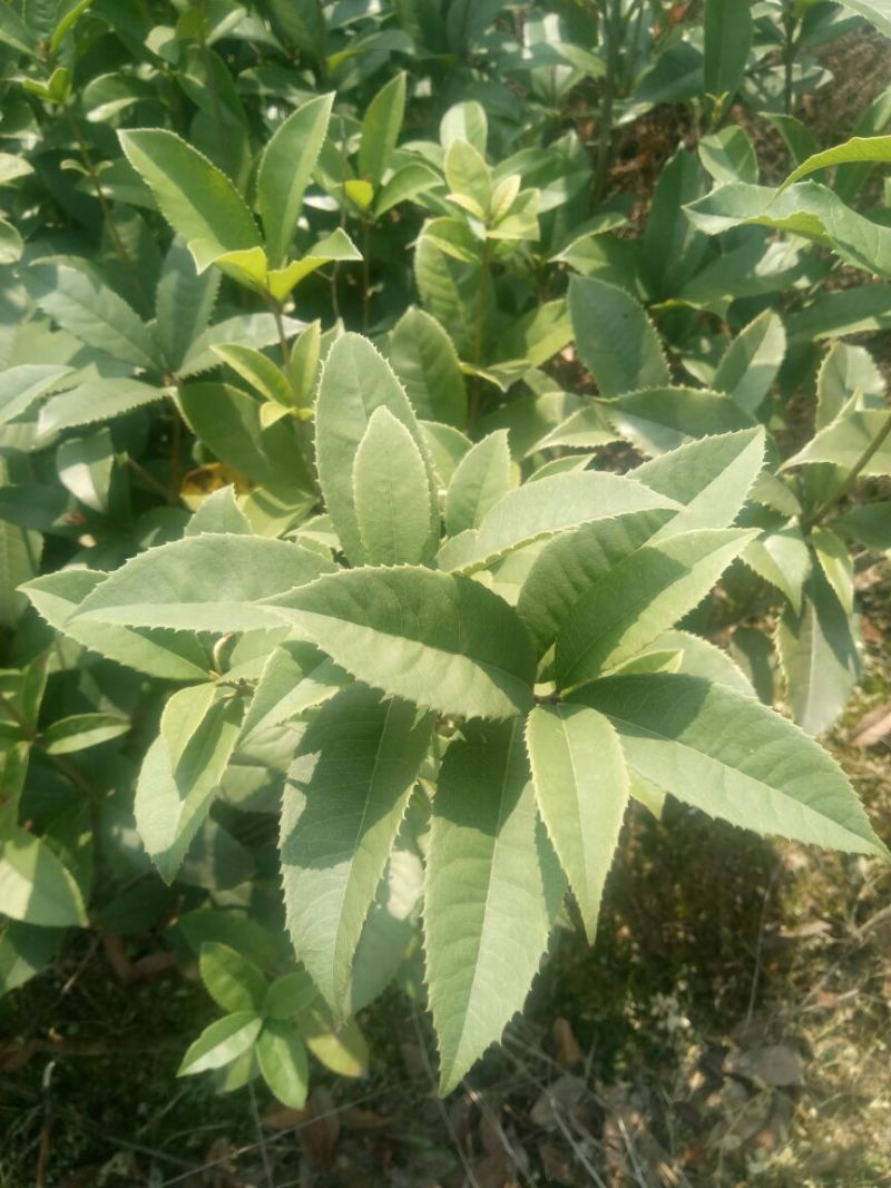 精品桂花小苗，四季桂小苗，红桂苗，桂花种植基地