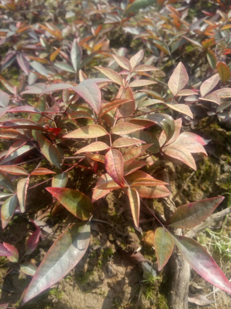 绿化苗木南天竹，南天竹小苗10~30cm