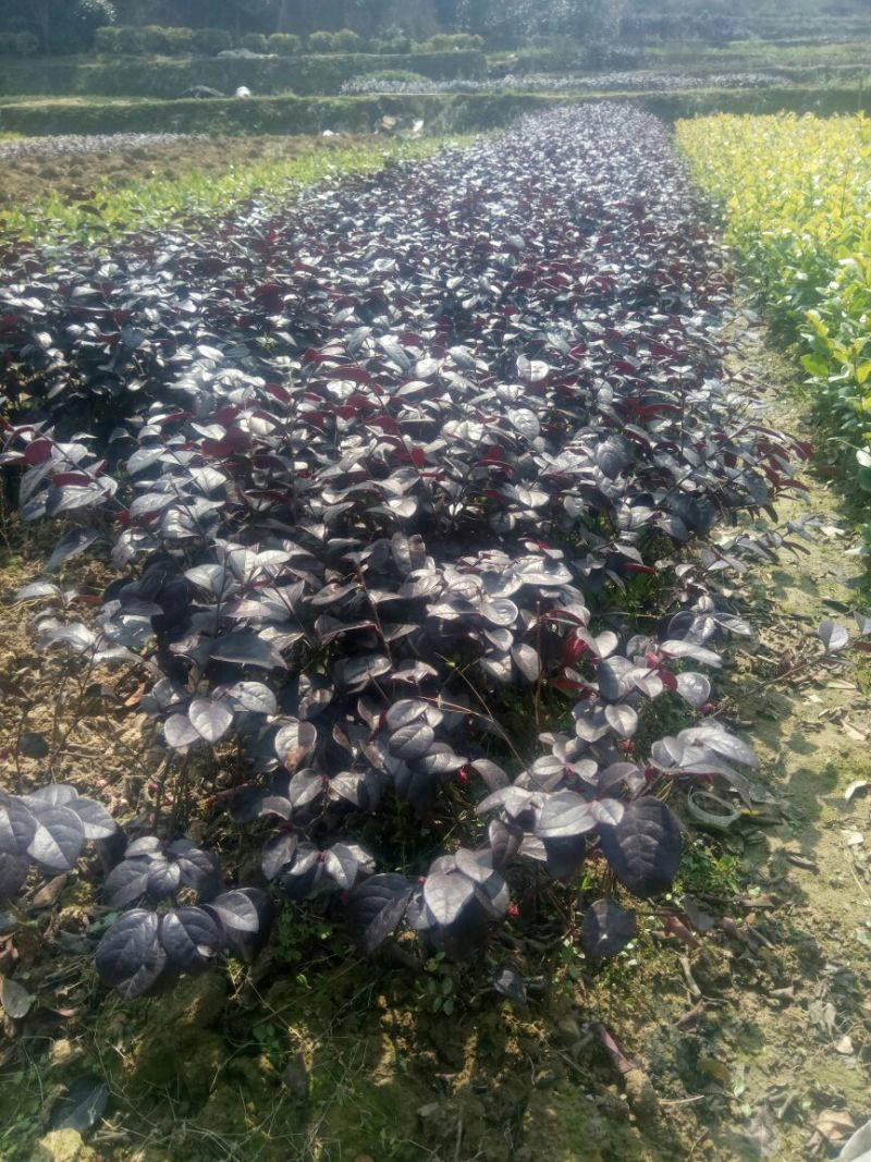 红花继木小苗、红继木移栽苗、红花继木扦插小苗！