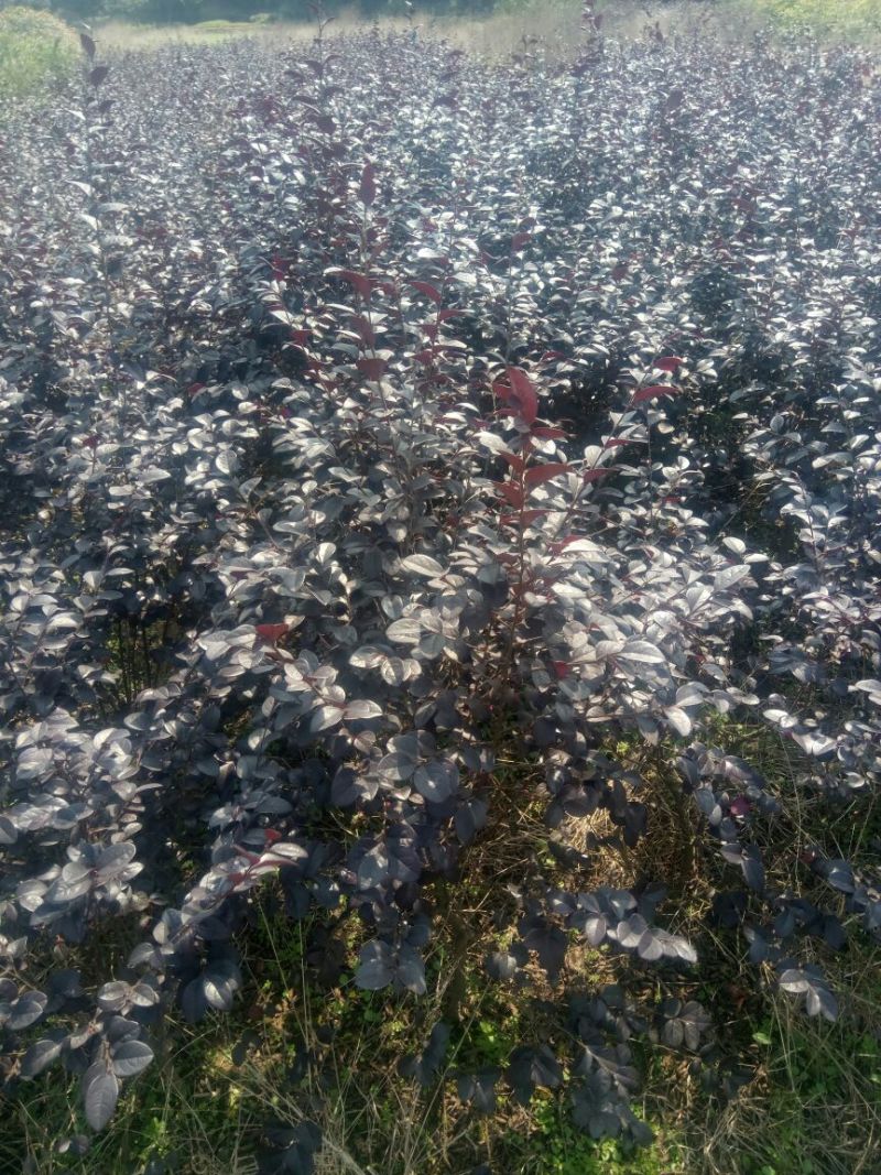 红花继木小苗、红继木移栽苗、红花继木扦插小苗！