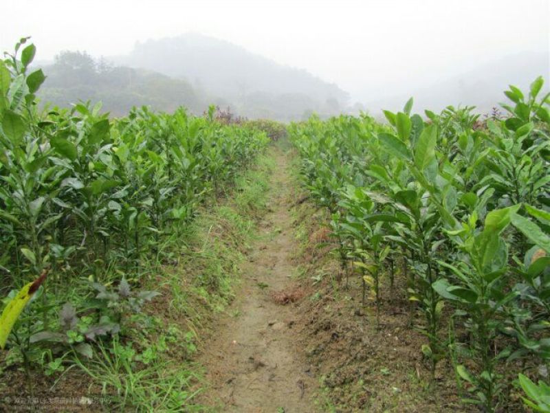 柠檬苗30~50cm