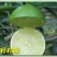 柠檬苗30~50cm