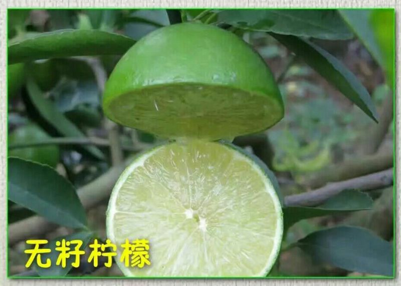 柠檬苗30~50cm