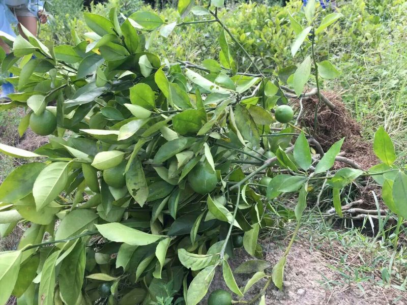 柠檬苗30~50cm