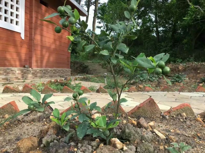 柠檬苗30~50cm