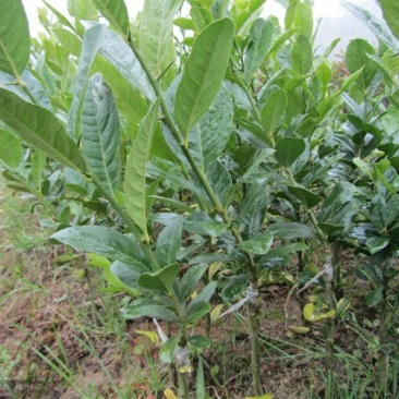 柠檬苗30~50cm