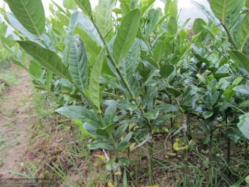 柠檬苗30~50cm