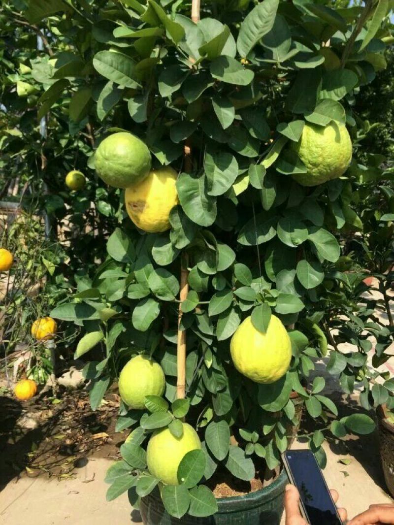 柠檬苗30~50cm