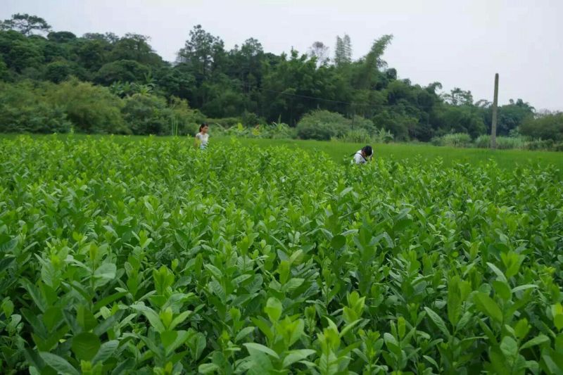柠檬苗30~50cm