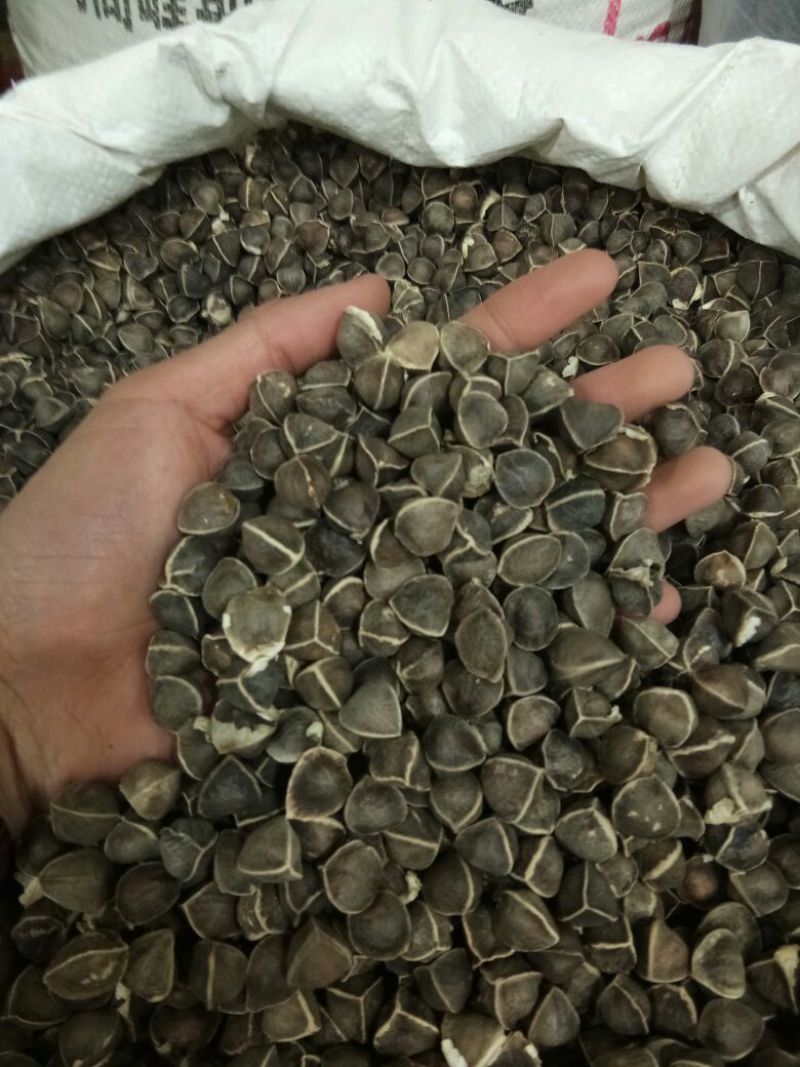 辣木籽印度全黑不含灰棕籽饱满专业决定品质
