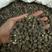 辣木籽印度全黑不含灰棕籽饱满专业决定品质