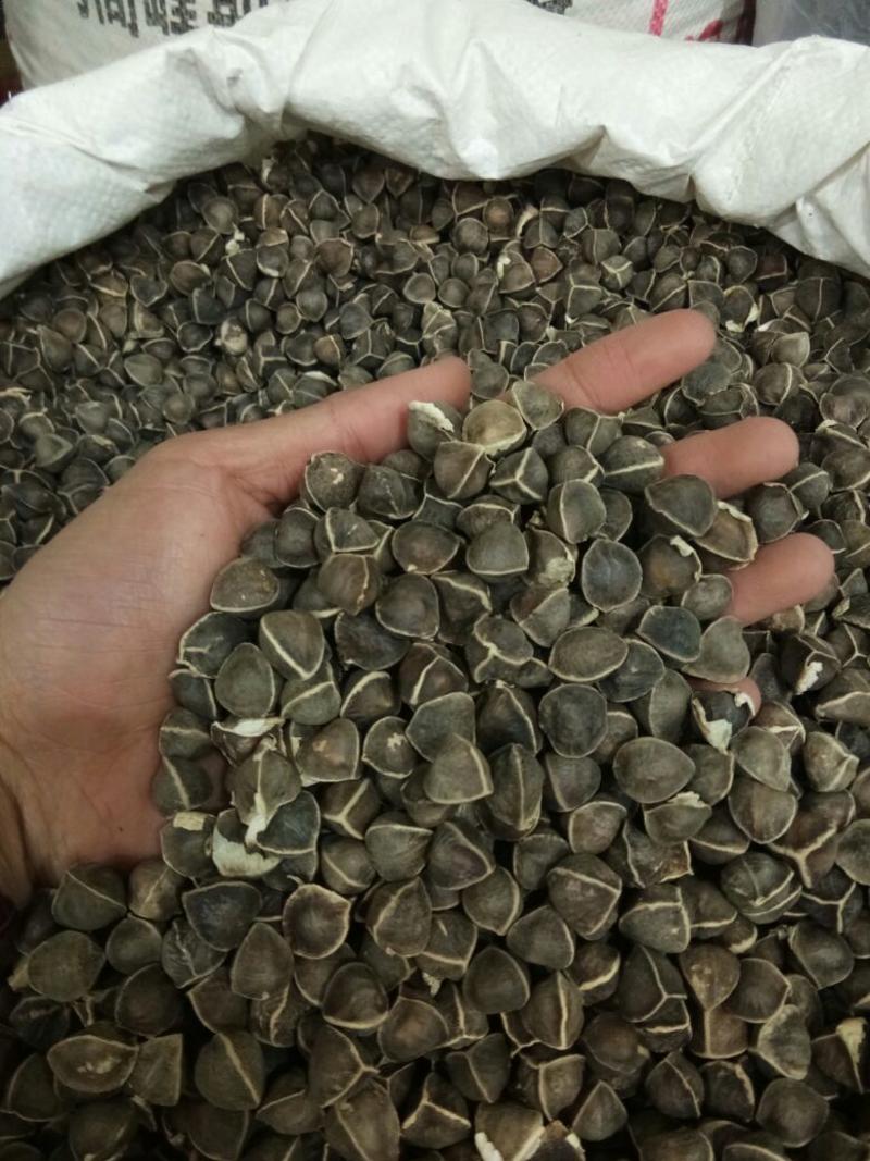 辣木籽印度全黑不含灰棕籽饱满专业决定品质