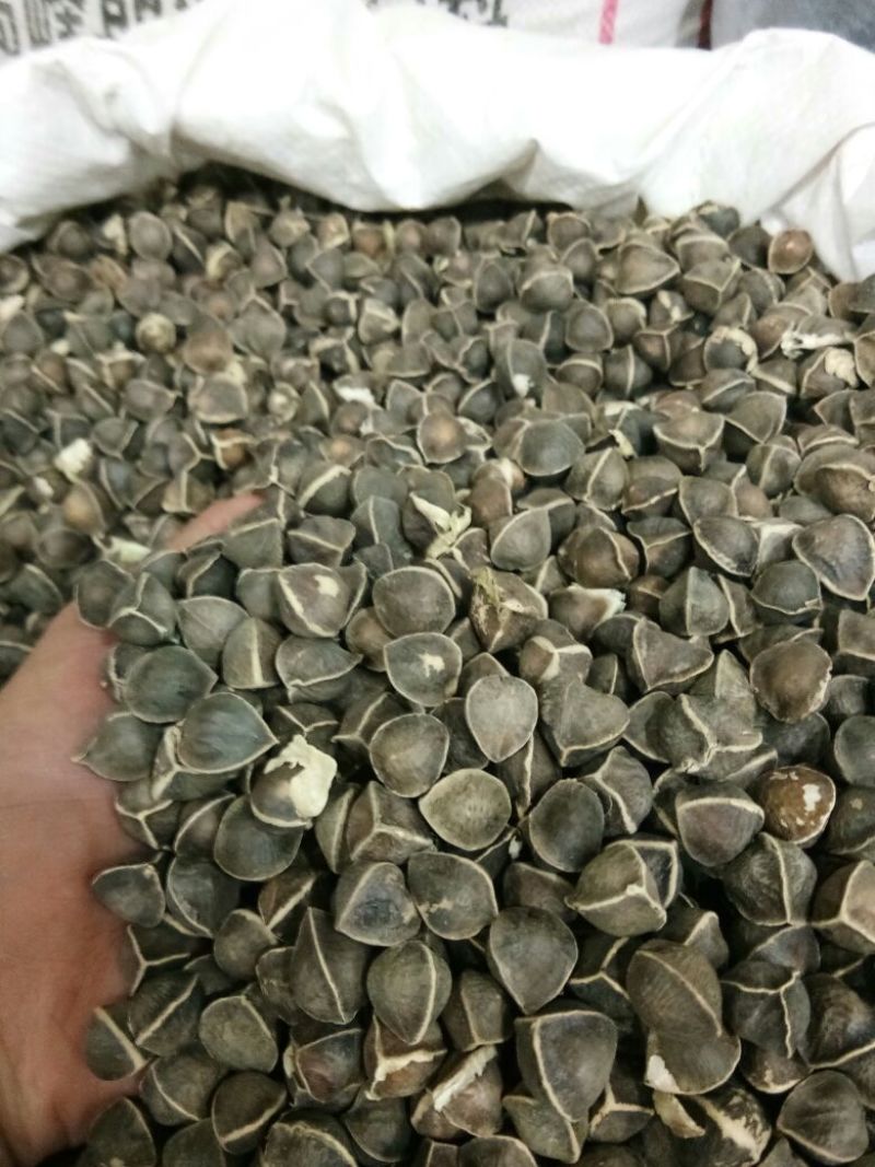 辣木籽印度全黑不含灰棕籽饱满专业决定品质