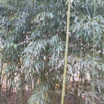 绿竹6~7m