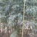 绿竹6~7m