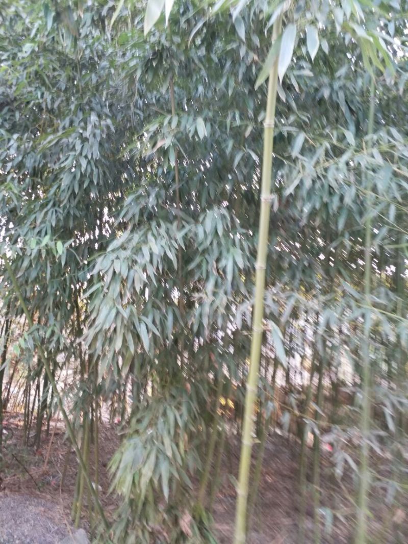 绿竹6~7m